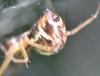 Linyphia triangularis